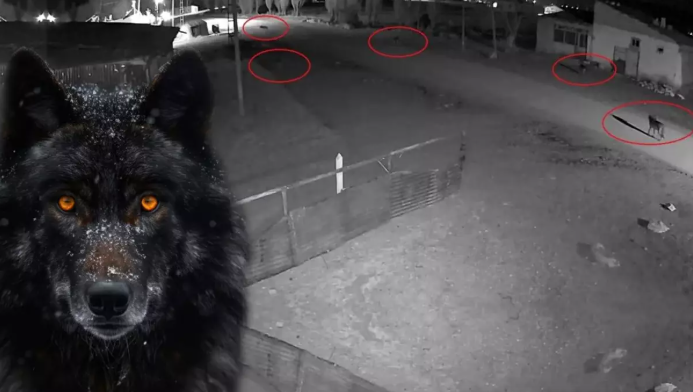 Qurduqları tələyə baxın: Beş canavar bir iti görün necə ovladı - VİDEO