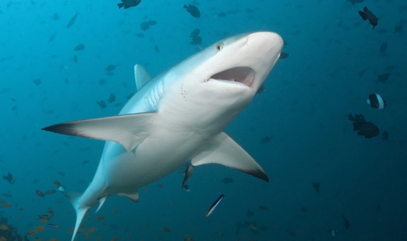 Maldiv adalarında köpəkbalığı rusiyalı turist qızı dişləyib