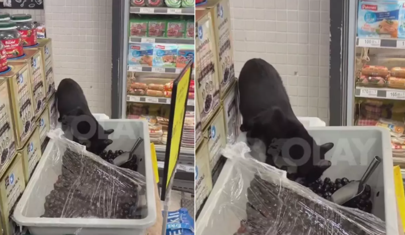 Marketdə pişiyin açıq şəkildə satılan zeytunu yaladığı görüntülər narazılıq doğurdu