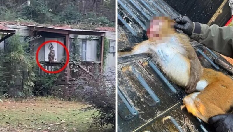 Ana uşaqlarını qorumaq üçün xəstə meymunu güllə ilə vurdu