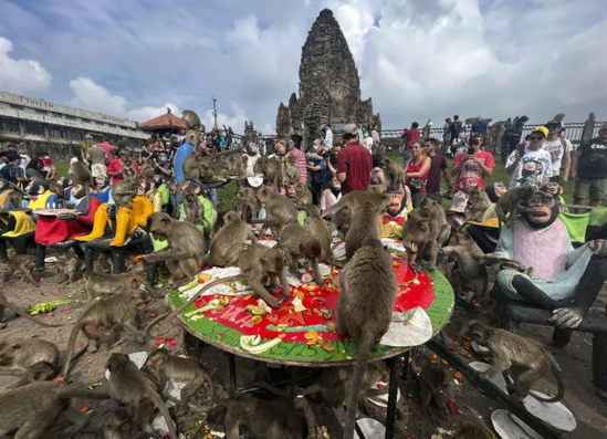 Meymunlara açıq bufet ziyafəti verilib- FOTO
