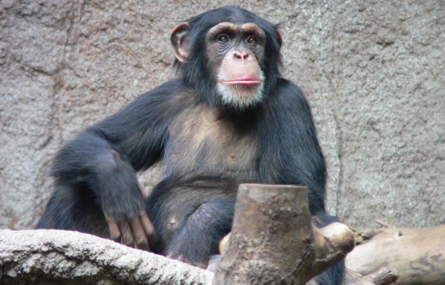 İnsanın meymundan daha çox yaşamasının səbəbləri - Ətlə qidalanma, genlər, yoxsa təkamül?