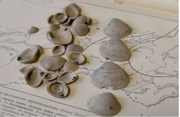 Alimlər qədim molyuskların yeni növünü tapdılar