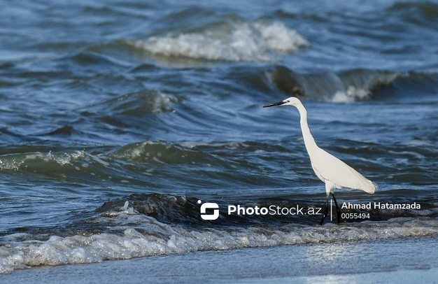 Bölgə çimərliklərində qiymət və keyfiyyət hansı səviyyədədir?