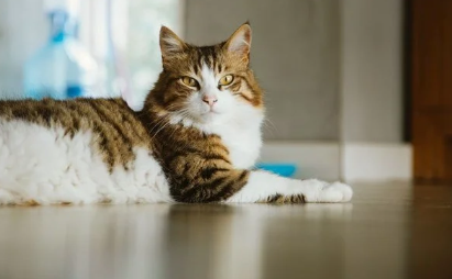 76 pişiyi öldürdüyünə görə 14 ay həbs edildi