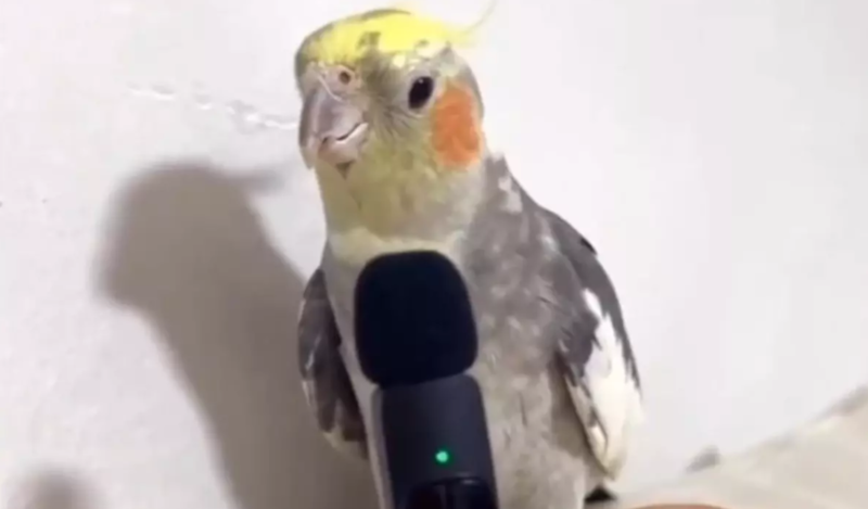 Evində saxladığı tutuquşuna görün hansı mahnını öyrətdi - VİDEO