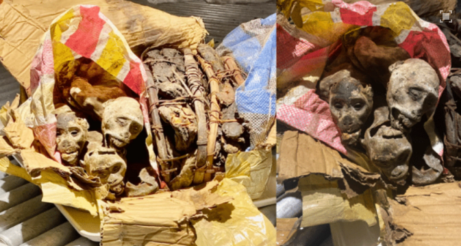 Sərnişinin baqajında 4 ölü meymun meyiti tapıldı - FOTO