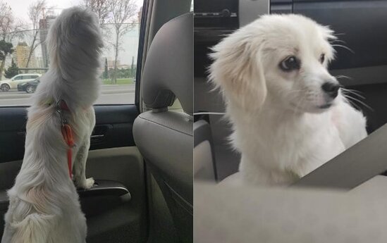 Bakıda taksi çağıran oğlan maraqlı mənzərə ilə qarşılaşdı - FOTOLAR