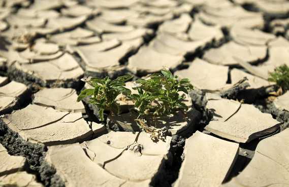 Nadir canlılar üçün əsas təhlükə açıqlandı