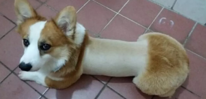 Heyvanlar üçün gülməli SAÇ DÜZÜMÜ - FOTO