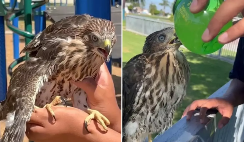 Qorunma altında olan şahinə alkoqol içizdirən şəxs həbs olunub