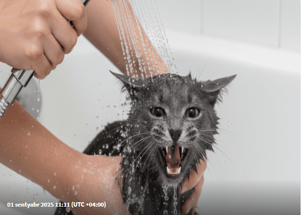 Niyə pişiklər suyu sevmir? – alimlər səbəbini açıqladı