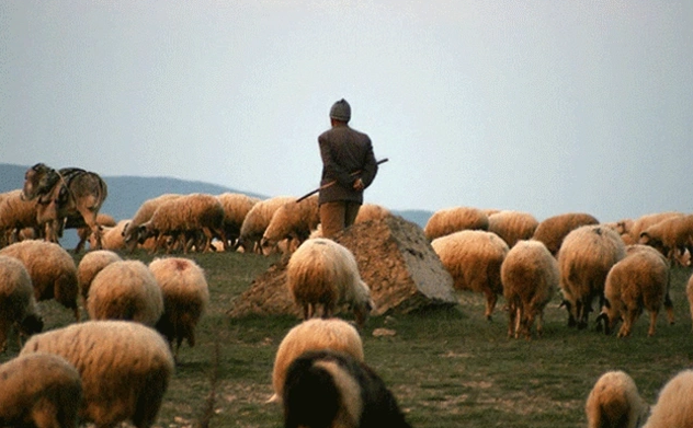Oğuzda qoyunları otarmağa gedən çoban ölü tapıldı