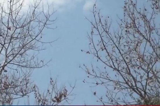 Oğuzda yarıməsrlik ağacları kim qurudub? - VİDEO