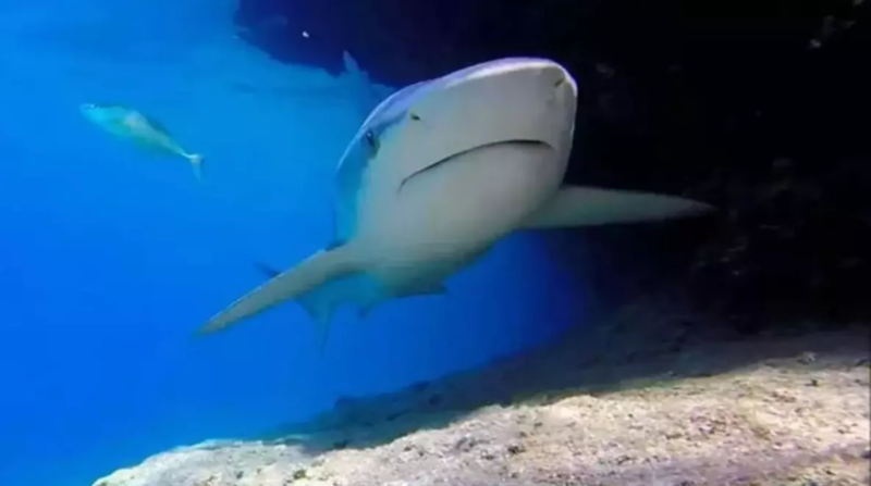 Köpək balığı çimərlikdə üzgüçüyə hücum etdi