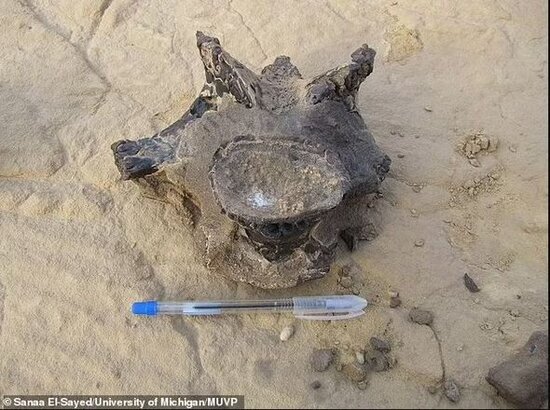 Buldoq üzlü yeni dinozavr növünün qalıqları tapılıb - FOTO