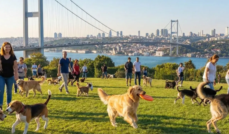 İt gəzdirməklə ayda 150 min qazanan gənc: "Oxumayn"