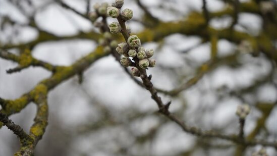 Ədirnədə badam ağacları çiçək açıb