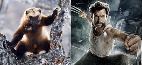 Qoruğun kamerası çox nadir görünən heyvanı qeydə aldı - FOTO/VİDEO