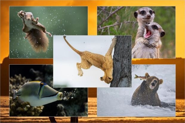 Vəhşi təbiətdən 2022-ci ilin ən gülməli görüntüləri - FOTO
