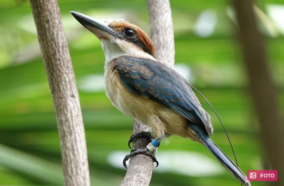 Nəslinin kəsildiyi elan edilən quş 40 ildən sonra ilk dəfə vəhşi təbiətdə yumurta qoydu