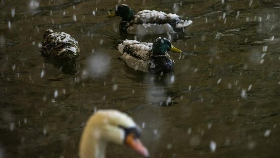 Türkiyədə qar sevinci belə görüntüləndi - FOTO