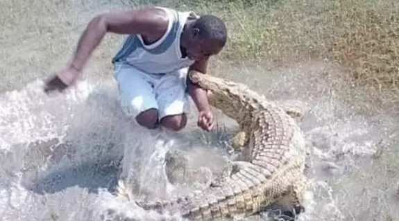 Timsah ona toxunan mühafizəçini dişləyib