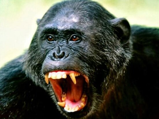 Meymunlar 250 iti öldürdü