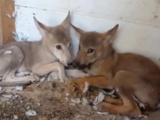 Bakıda canavar balaları SATILIR - VİDEO