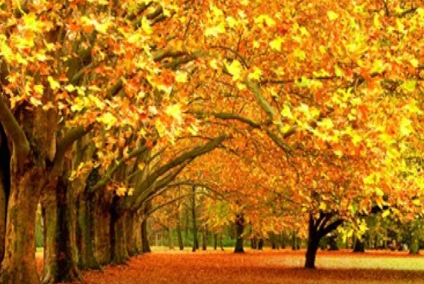 Payızda tökülən yarpaqları süpürüb atmayın - FAYDALARI