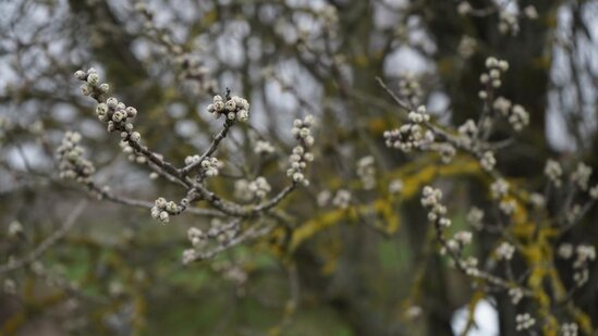 Ədirnədə badam ağacları çiçək açıb