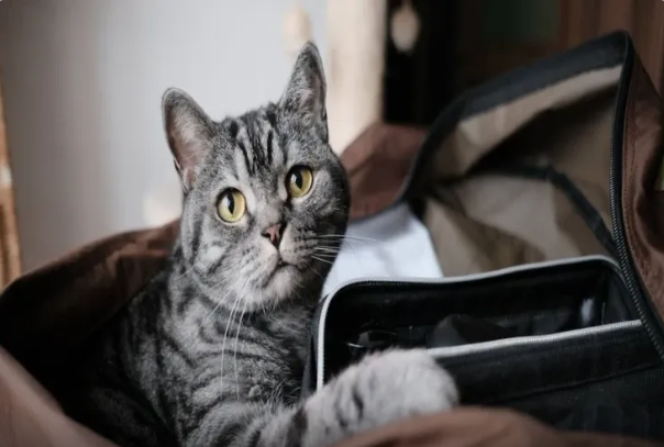 Pişiklər niyə tozsoran və fen səsindən panikaya düşür?