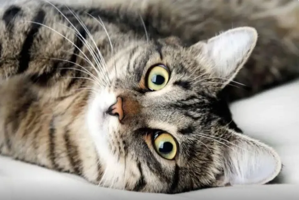 Pişiklərin insan sağlamlığına təsiri - 4 mühüm fakt