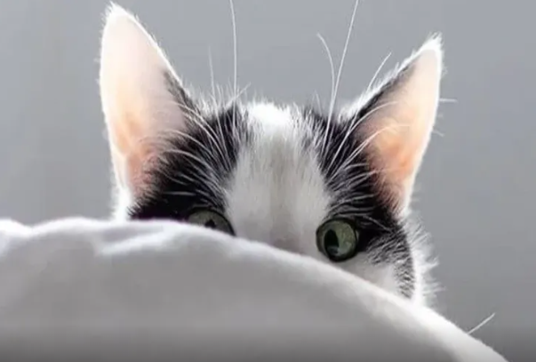 Pişiyinizə qətiyyən bunları verməyin