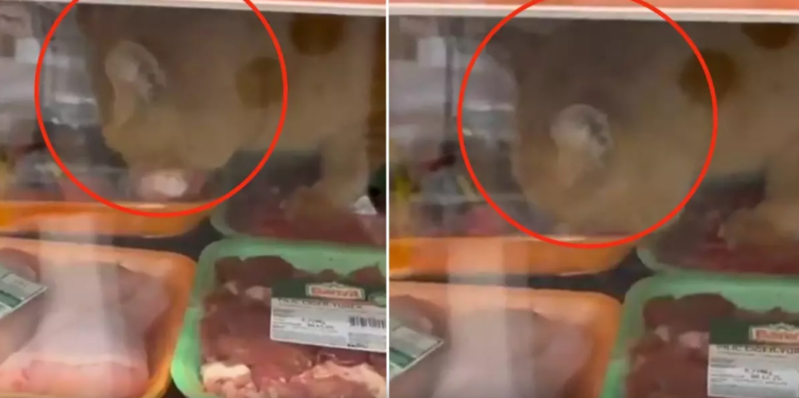 Pişik marketin soyuducusuna girib ətləri yedi! - VİDEO