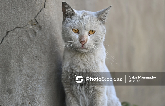 Pişiyi sığallamaq baha başa gəldi: Maqadanda 10-dan çox insan virusa yoluxdu