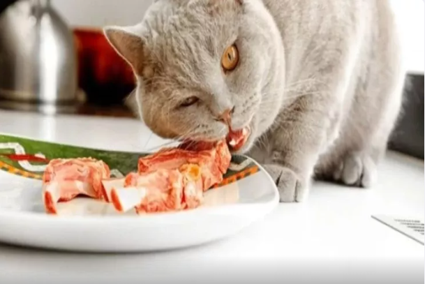 Pişiklərə nə vermək olmaz? - Məhsulların SİYAHISI