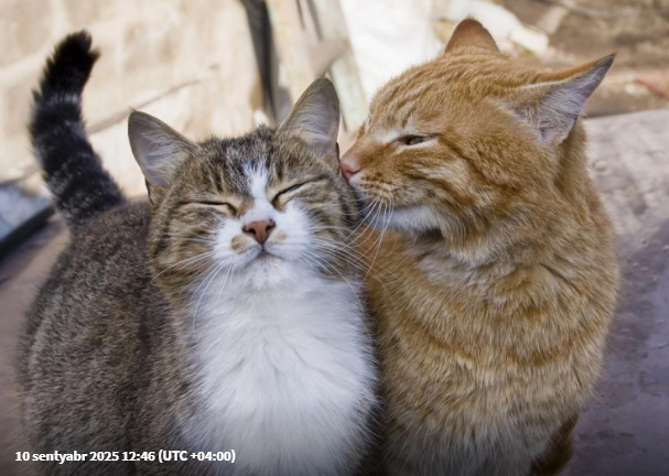 Pişiklər bir birilə dostluq edirmi?