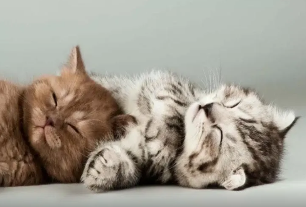 Pişiklər necə "təşəkkür edir?"