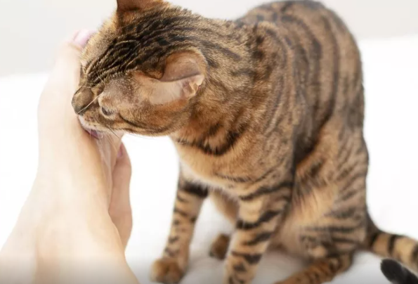 Niyə pişiklər tər qoxusunu sevir? - 5 maraqlı səbəb