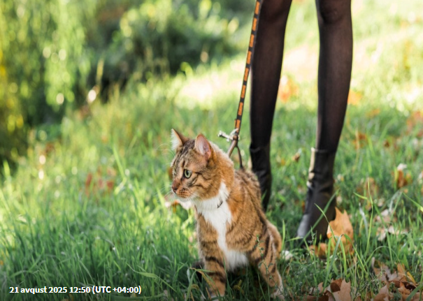 Pişiyə xalta taxıb gəzdirmək olar? - Mütəxəssislər bilinməyənləri açıqladı