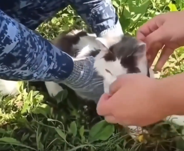 Rusiyada narkotik daşıyan pişik saxlanıldı - VİDEO