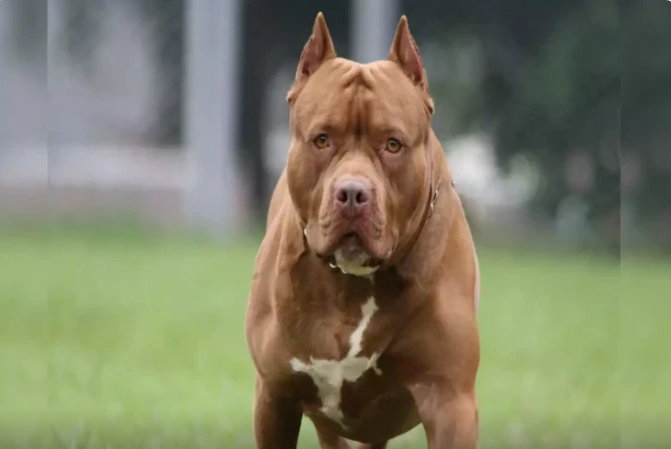 Pitbull azyaşlı qızı ad günündə parçaladı