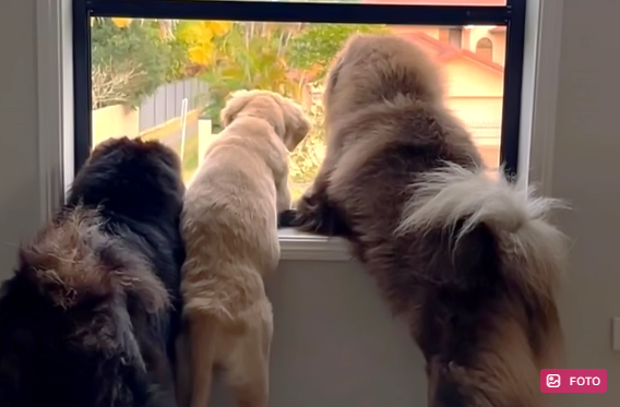 "Instagram"da paylaşdığı itlərin şəkli avstraliyalı qadına 50 min dollara başa gəldi