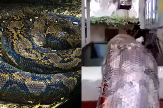 Bağında dünyanın ən böyük ilanı ilə qarşılaşan adamın reaksiyası güdəm oldu - VİDEO