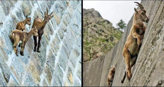 Sürü halında olan dağ keçisi görənləri heyrətə gətirdi - VİDEO