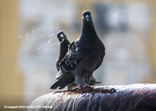 Polis göyərçini saxladı - SƏBƏB