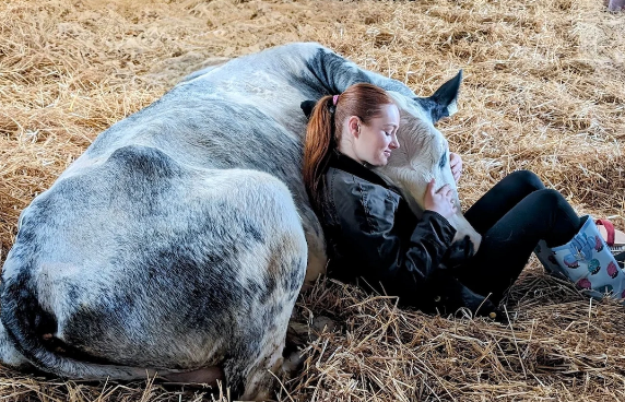 ABŞ-də pul müqabilində inəklərlə qucaqlaşmaq təklif olunur
