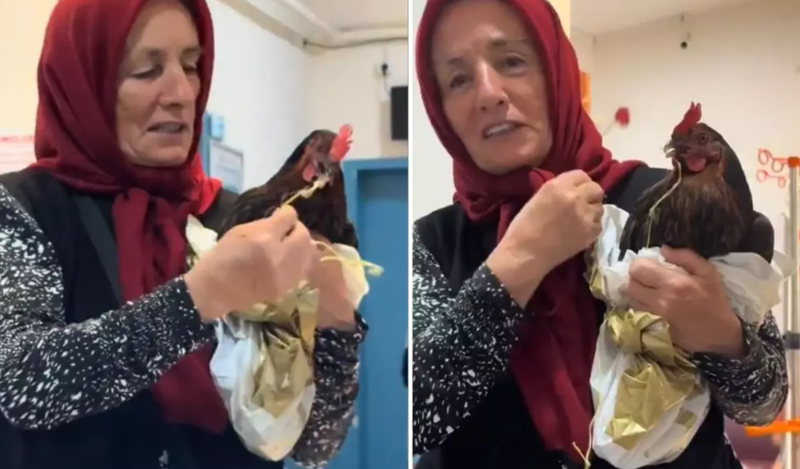 Qadın boğazına iynə ilişən toyuğunu dövlət xəstəxanasına apardı - VİDEO