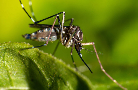 Vətəndaşlara xəbərdarlıq edildi: Qansoran ağcaqanad axını olacaq